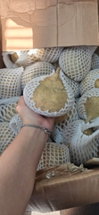 củ đậu