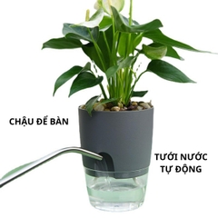 Chậu Cây Tự Tưới Để Bàn Có Khay Chứa Nước