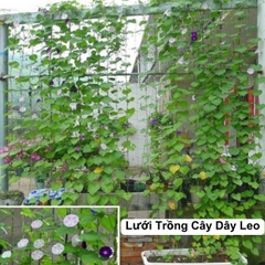 Lưới Làm Giàn Cây Dây Leo Khổ 2 m x 2 m 5