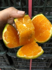 Cam mộc