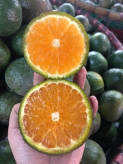 Cam mộc