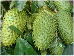 Lợi ích của trái mãng cầu xiêm