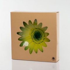 Đĩa thủy tinh màu xanh lá cây thả hoa, đựng hoa quả Walther-Glas: Susanna Jungle