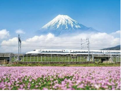 Mùa Hoa Anh Đào  Nhật Bản TOKYO – NÚI PHÚ SĨ – NAGOYA – KYOTO – OSAKA