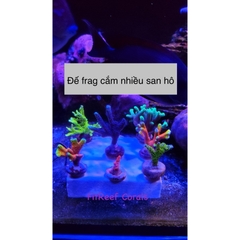 Đế frags bằng đá san hô tự nhiên với nhiều lỗ cắm san hô (size 10x10cm)