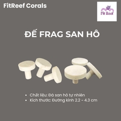 Set 10 đế frag cắm san hô bằng chất liệu đá san hô tự nhiên