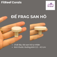Set 10 đế frag cắm san hô bằng chất liệu đá san hô tự nhiên