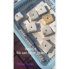 Đế frags bằng đá san hô tự nhiên chuyên dụng cắm san hô mềm để nền (5x5x1.5 cm)