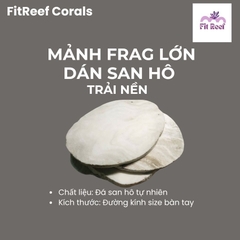 Tấm frags lớn để trải nền dán san hô bằng đá san hô tự nhiên (dán zoas, cỏ cốm, blasto, bèo, diêm, sọ,....)