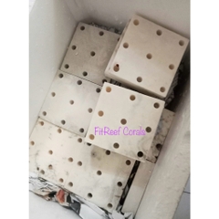 Đế frags bằng đá san hô tự nhiên với nhiều lỗ cắm san hô (size 10x10cm)
