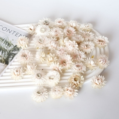 COMBO 3 HOA CÚC TRẮNG SẤY KHÔ TRANG TRÍ NẾN/THIỆP/CRAFTBOOK HANDMADE T.CRAFT HOUSE