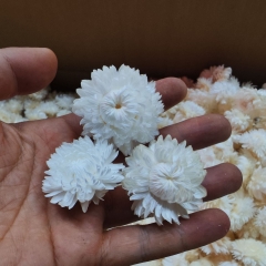 COMBO 3 HOA CÚC TRẮNG SẤY KHÔ TRANG TRÍ NẾN/THIỆP/CRAFTBOOK HANDMADE T.CRAFT HOUSE