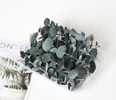 LÁ TÁO KHÔ LOẠI 1 TRANG TRÍ NẾN/THIỆP/CRAFTBOOK HANDMADE T.CRAFT HOUSE