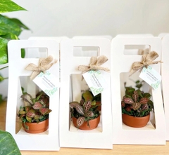 SET 5 HỘP GIẤY CẮM HOA CÓ QUAI XÁCH CAO CẤP T.CRAFT HOUSE