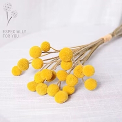 CÚC NÚT ÁO KHÔ LOẠI 1 TRANG TRÍ NẾN/THIỆP/CRAFTBOOK HANDMADE T.CRAFT HOUSE