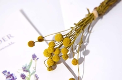 CÚC NÚT ÁO KHÔ LOẠI 1 TRANG TRÍ NẾN/THIỆP/CRAFTBOOK HANDMADE T.CRAFT HOUSE