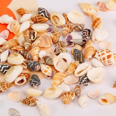 VỎ ỐC TRANG TRÍ NHIỀU KÍCH THƯỚC T.CRAFT HOUSE