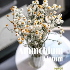 CÚC AMMOBIUM LOẠI 1 SẤY KHÔ TRANG TRÍ NẾN/THIỆP/CRAFTBOOK HANDMADE T.CRAFT HOUSE