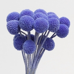 ĐẦU HOA CÚC NÚT ÁO KHÔ LOẠI 1 TRANG TRÍ NẾN/THIỆP/CRAFTBOOK HANDMADE T.CRAFT HOUSE