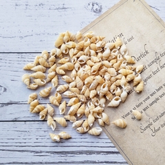 VỎ ỐC TRANG TRÍ NHIỀU KÍCH THƯỚC T.CRAFT HOUSE