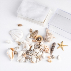 VỎ ỐC TRANG TRÍ NHIỀU KÍCH THƯỚC T.CRAFT HOUSE