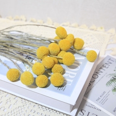 ĐẦU HOA CÚC NÚT ÁO KHÔ LOẠI 1 TRANG TRÍ NẾN/THIỆP/CRAFTBOOK HANDMADE T.CRAFT HOUSE