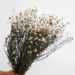 CÚC AMMOBIUM LOẠI 1 SẤY KHÔ TRANG TRÍ NẾN/THIỆP/CRAFTBOOK HANDMADE T.CRAFT HOUSE