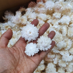 COMBO 3 HOA CÚC TRẮNG SẤY KHÔ TRANG TRÍ NẾN/THIỆP/CRAFTBOOK HANDMADE T.CRAFT HOUSE