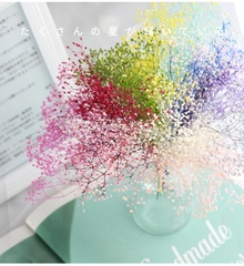 HOA BABY BLOOM KHÔ LOẠI 1 TRANG TRÍ NẾN/THIỆP/CRAFTBOOK HANDMADE T.CRAFT HOUSE