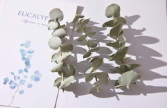 LÁ TÁO KHÔ LOẠI 1 TRANG TRÍ NẾN/THIỆP/CRAFTBOOK HANDMADE T.CRAFT HOUSE
