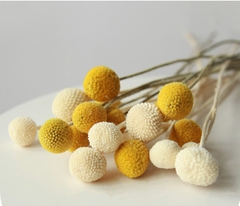 ĐẦU HOA CÚC NÚT ÁO KHÔ LOẠI 1 TRANG TRÍ NẾN/THIỆP/CRAFTBOOK HANDMADE T.CRAFT HOUSE