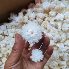 COMBO 3 HOA CÚC TRẮNG SẤY KHÔ TRANG TRÍ NẾN/THIỆP/CRAFTBOOK HANDMADE T.CRAFT HOUSE