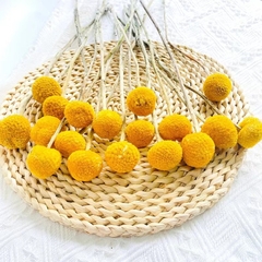 CÚC NÚT ÁO KHÔ LOẠI 1 TRANG TRÍ NẾN/THIỆP/CRAFTBOOK HANDMADE T.CRAFT HOUSE