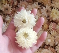 COMBO 3 HOA CÚC TRẮNG SẤY KHÔ TRANG TRÍ NẾN/THIỆP/CRAFTBOOK HANDMADE T.CRAFT HOUSE