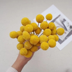 CÚC NÚT ÁO KHÔ LOẠI 1 TRANG TRÍ NẾN/THIỆP/CRAFTBOOK HANDMADE T.CRAFT HOUSE