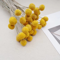 CÚC NÚT ÁO KHÔ LOẠI 1 TRANG TRÍ NẾN/THIỆP/CRAFTBOOK HANDMADE T.CRAFT HOUSE