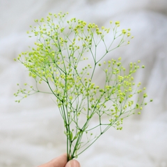 HOA BABY BLOOM KHÔ LOẠI 1 TRANG TRÍ NẾN/THIỆP/CRAFTBOOK HANDMADE T.CRAFT HOUSE