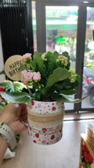 LY CÂY HOA THẬT TRANG TRÍ LÀM QUÀ TẶNG SIÊU XINH XẺO T.CRAFT HOUSE