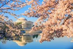 [2024] LIÊN TUYẾN ĐÔNG – TÂY HOA KỲ 10N9Đ EVA MÙA HOA ANH ĐÀO ĐẸP LỘNG LẪY TẠI WASHINGTON DC