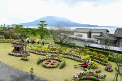 [2024] QUYẾN RŨ SẮC HOA NHẬT BẢN 6N5Đ VNA KAGOSHIMA – SAKURAJIMA- SENGANEN