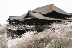 [2024] NHẬT BẢN MÙA HOA ANH ĐÀO 6N5Đ NH TOKYO-FUJI.MT-NAGOYA-KYOTO-OSAKA