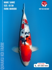 0911 - Sanke - Marudo - 65cm - 3Y - SG01