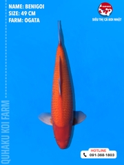 1713 - Benigoi - Ogata - 49cm - 1Y