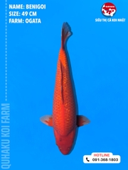 1716 - Benigoi - Ogata - 49cm - 1Y