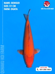 1714 - Benigoi - Ogata - 51cm - 1Y