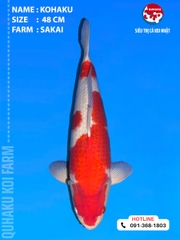 1915 - Kuhaku - 48cm - Sakai