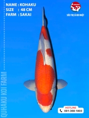 1914 - Kuhaku - 48cm - Sakai