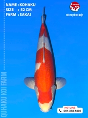 1912 - Kuhaku - 52cm - Sakai