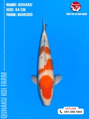 1692 - Kohaku - Marudo - 54cm - 1Y
