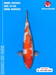1693 - Kohaku - Marudo - 54cm - 1Y